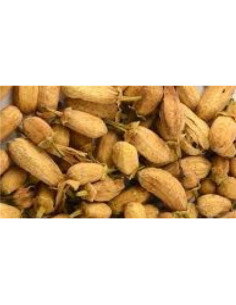 Oranger bigaradier - bouton - 50 g - PÈRE BLAIZE