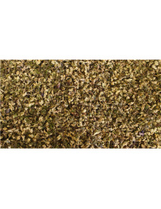Pensée sauvage - fleur - 50 g - PÈRE BLAIZE