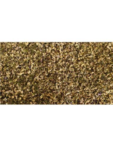 Pensée sauvage - fleur - 50 g - PÈRE BLAIZE