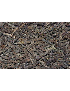 Poivre Long - 50 g - PÈRE BLAIZE