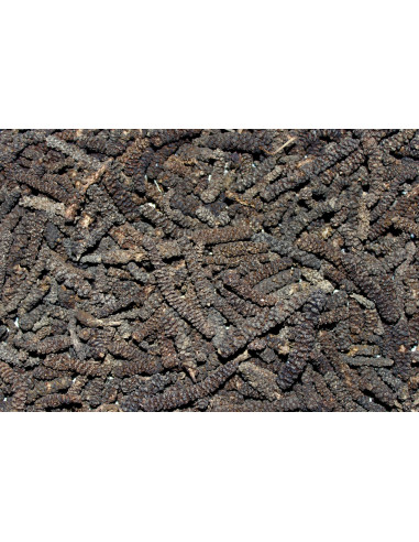 Poivre Long - 50 g - PÈRE BLAIZE