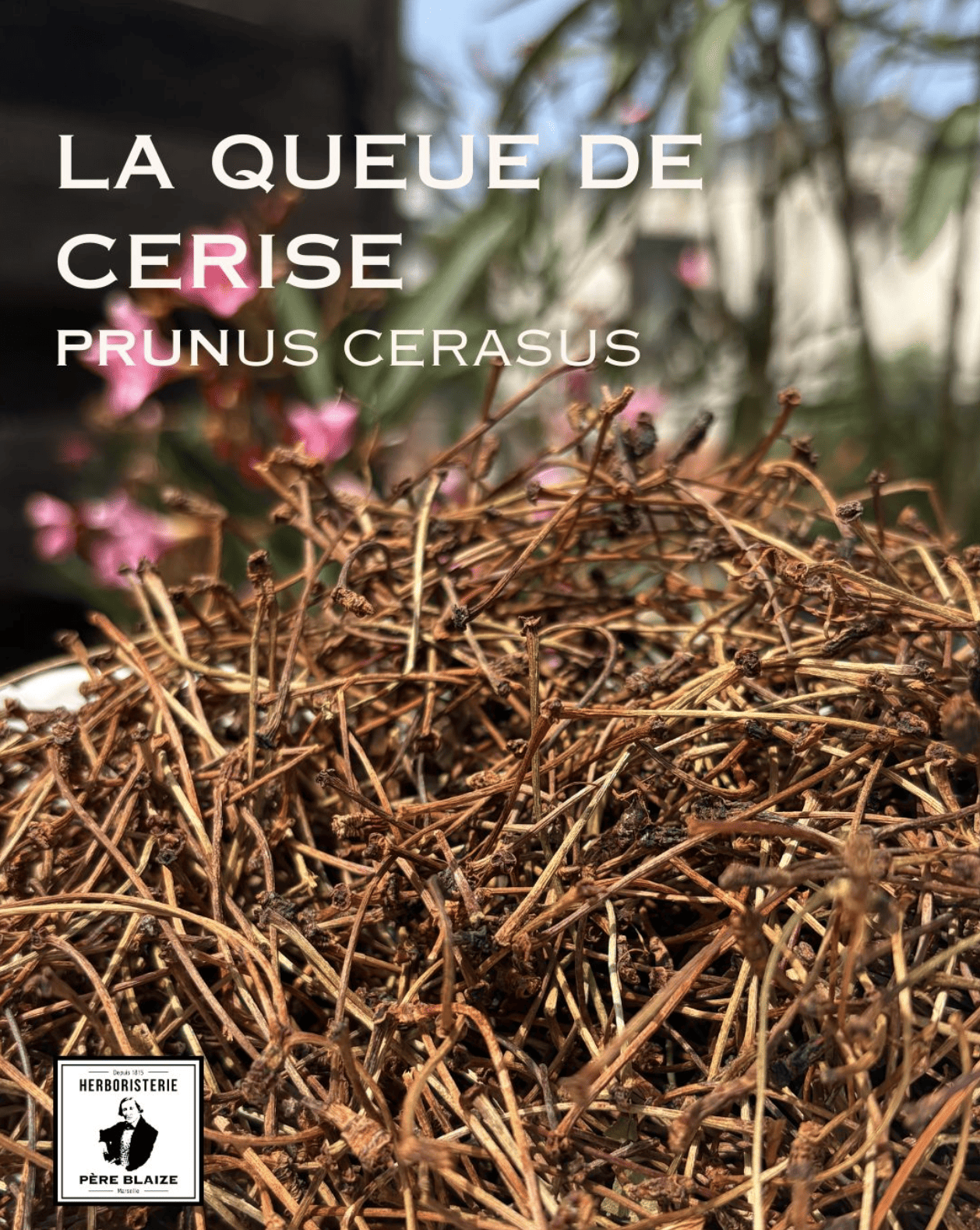 Plantes adaptogènes : Rhodiole, Ashwagandha, Ginseng rouge, Éleuthérocoque — laquelle choisir pour la rentrée ?